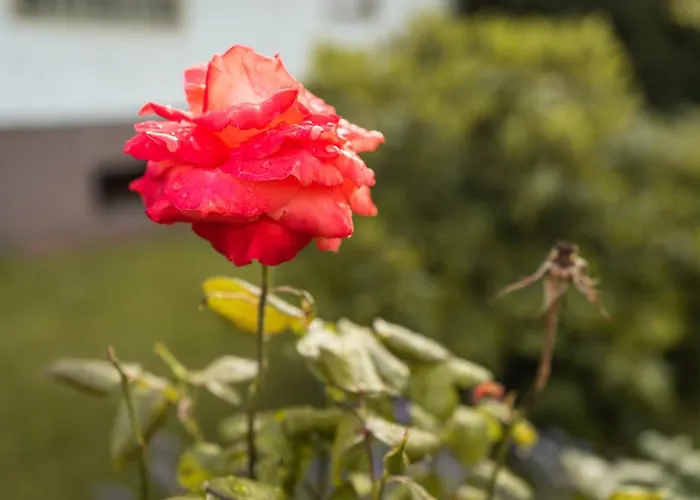Im Ottenhai Bad Harzburg